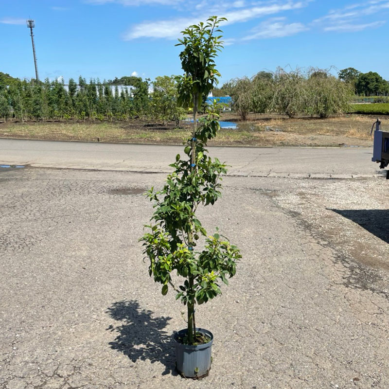 楽天市場】ソヨゴ 単木 樹高2.0m前後 露地苗 【剪定サービス＆支柱付き