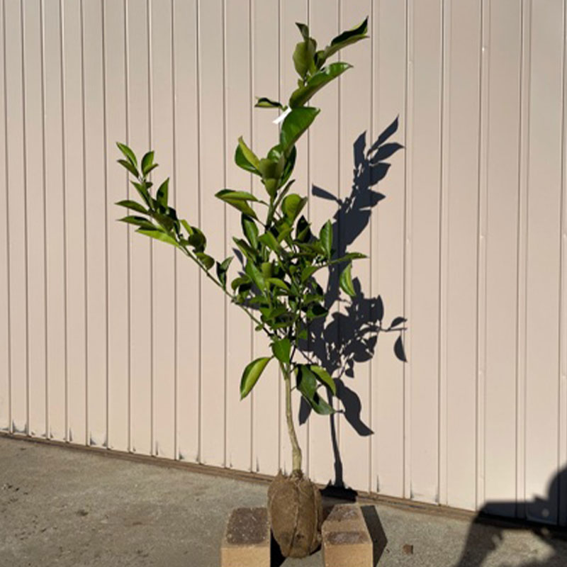 楽天市場】【八朔】4年生接木苗八朔の苗1本で実がなる 鉢植えok すぐ