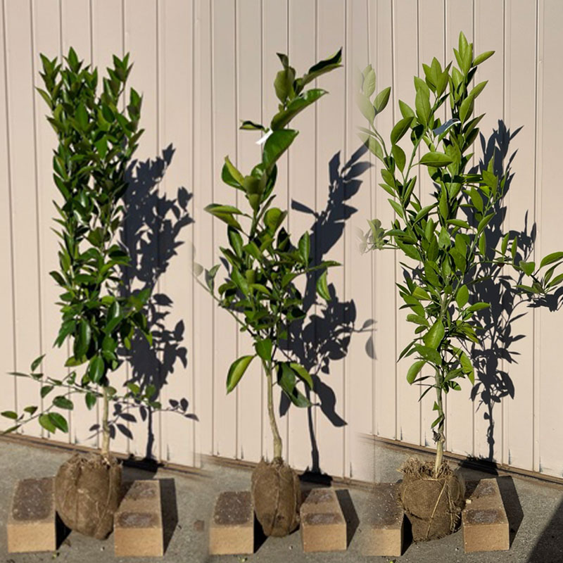 楽天市場】【八朔】4年生接木苗八朔の苗1本で実がなる 鉢植えok すぐ