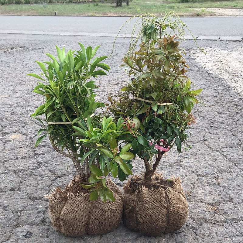 楽天市場】◇送料無料◇ アセビ 苗 【斑入りアセビ】 約0.5m 根巻き苗