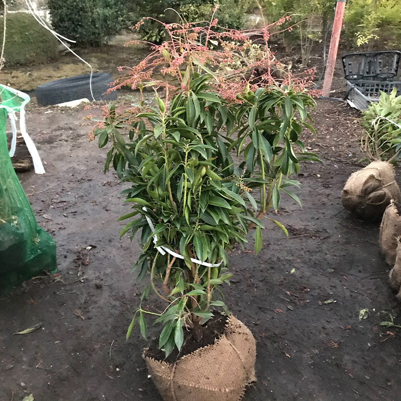 楽天市場】◇送料無料◇ アセビ 苗 【斑入りアセビ】 約0.5m 根巻き苗