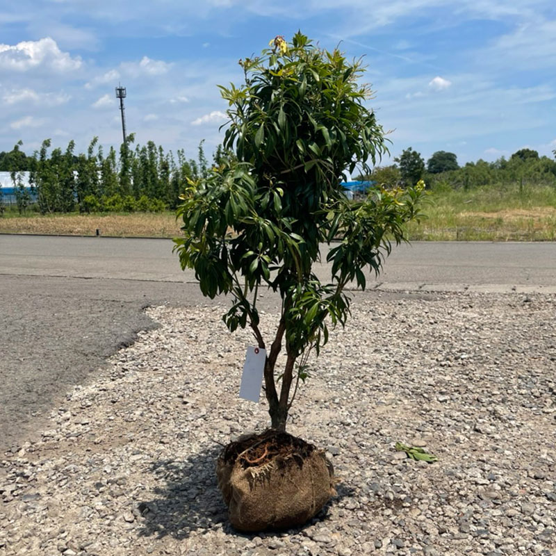 楽天市場】山採り【アセビ】 株立ち 自然樹形 樹高H≒145 × 枝張W