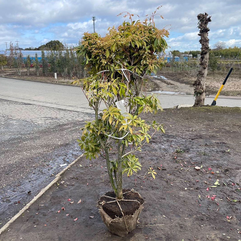楽天市場】山採り【アセビ】 株立ち 自然樹形 樹高H≒145 × 枝張