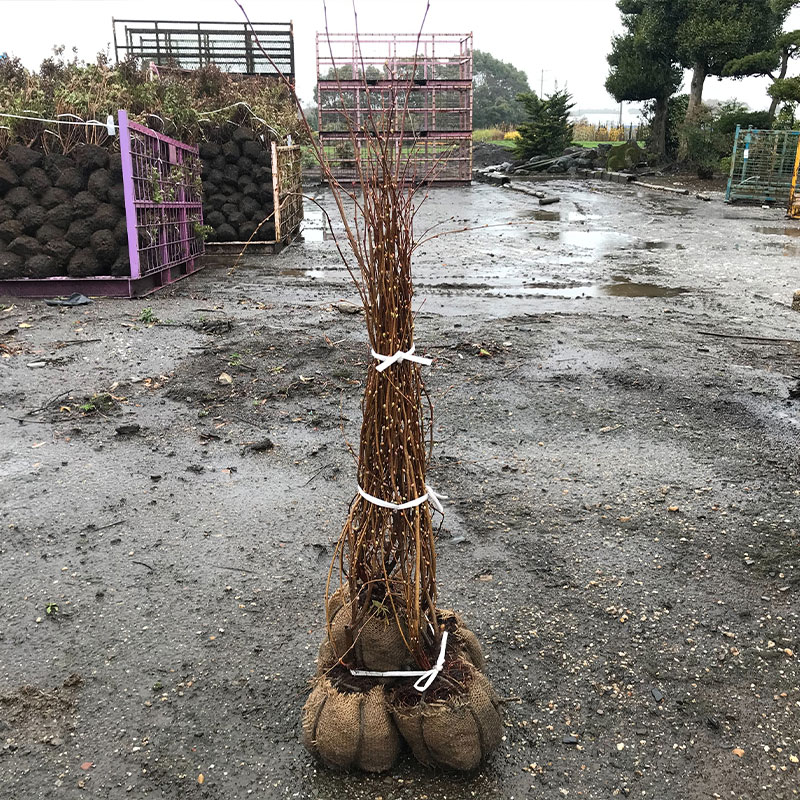 高品質 ヒュウガミズキ 露地・根一巻き印字機 5ポット仕掛ける 樹高50糎前後 貨物輸送無料(関東・東海・関西・北陸・信越に極限点) 文芸評論を書いて排他的権利あり 若木 庭木 かん木 草木 関戸園芸