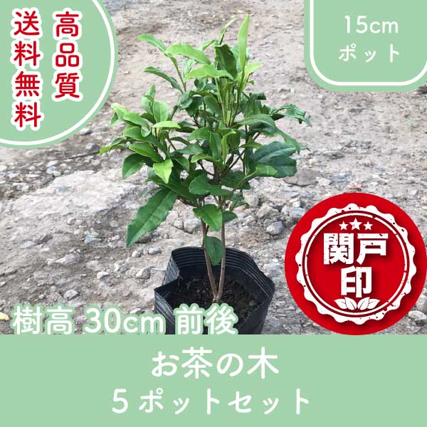 高品質 お茶の木 ポットタイプ 15cmポット 5ポットセット 樹高30cm前後 送料無料(関東・東海・関西・北陸・信越に限り) レビューを書いて特典あり 苗木 庭木 低木 植物 関戸園芸 生垣