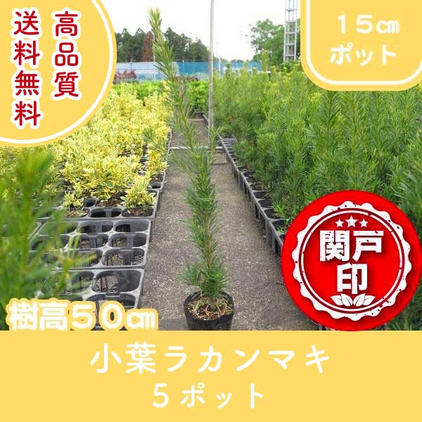 高品質 小葉 ラカンマキ ポットタイプ 15cmポット 5ポットセット 樹高50cm前後 送料無料(関東・東海・関西・北陸・信越に限り) レビューを書いて特典あり 苗木 庭木 低木 植物 関戸園芸 生垣 目隠し