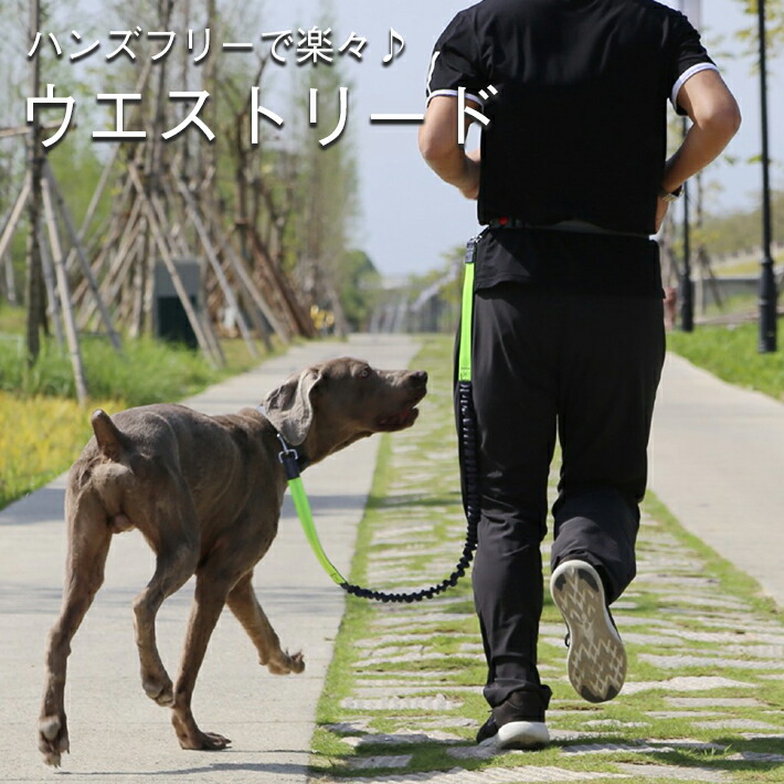 楽天市場】係留 犬 リード ロングタイプ 5m【全3色】ワイヤー式 ロングリード 防錆性 PVCフィルムコーティング : SELECO