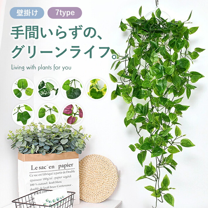 楽天市場】グリーンシダレガーランド オランダアイビー 1本夏の爽やか