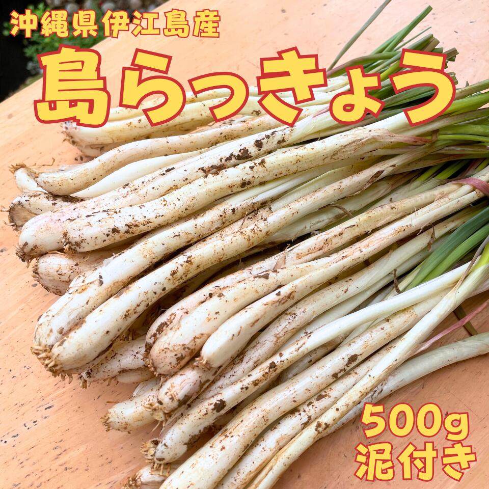 沖縄県産　島らっきょう　5キロ　週末限定セール 沖縄県産 島らっきょう 5キロ 週末限定セール