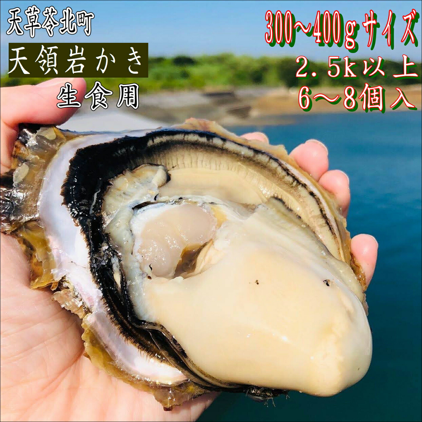 天領岩かき  生食用 熊本天草産【産地直送】【6~8個入り-2.5k以上】お祝い 【今が旬】お歳暮　期間限定　お取り寄せ お取り寄せグルメ 焼き牡蠣 かき カキ 生カキ カキ小屋 家庭用 ご家庭用 刺身用 海鮮 海鮮料理 海鮮丼 寿司 スガキ 酢かき  極上かき