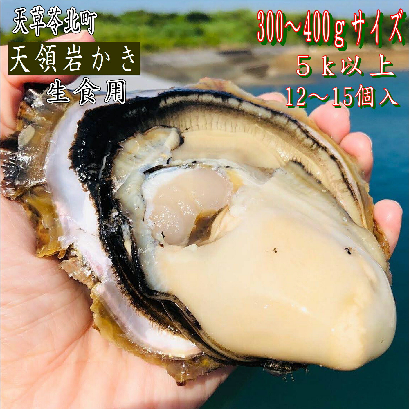 天領岩かき  生食用 熊本天草産【産地直送】【12~15個入り-5k以上】お祝い 【今が旬】お歳暮　期間限定　お取り寄せ お取り寄せグルメ 焼き牡蠣 かき カキ 生カキ カキ小屋 家庭用 ご家庭用 刺身用 海鮮 海鮮料理 海鮮丼 寿司 スガキ 酢かき  極上かき