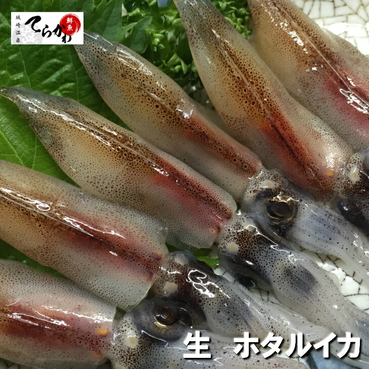 【楽天市場】2026★A級 3kg★送料無料★お刺身用 生ホタルイカ 【アニサキス等処理済】ほたるいか ホタルイカ生 ホタルイカ刺身 ルアー ホタルイカ沖漬け ほたるいか生 ほたるいか刺身 ほたるいかルアー ほたるいか沖漬け ホタルイカ素干し ホタルイカ A級 3kg：鮮魚てらかわ　楽天市場店