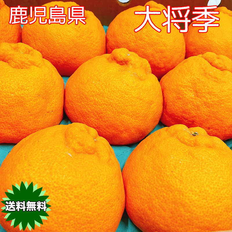 デコポン 大将季 みかん 不知火 送料無料 鹿児島県産 大将季 ギフト 光糖度センサー検査済 糖度保証 しらぬい デコポン だいまさき 大将季
