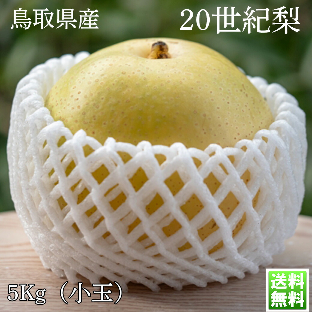 【楽天市場】梨 なし 二十世紀 鳥取県産 20世紀梨 秀品 5kg 10~16玉入 20世紀 20seiki 贈答用 ギフト プレゼント:せんかや