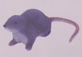 楽天市場】フルタ チョコエッグ 動物 第6弾 おもしろ動物編 02 インド