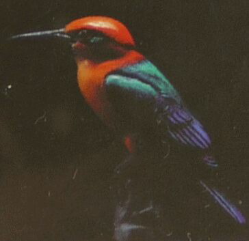 楽天市場】海洋堂 チョコQ アニマテイルズ 日本の動物 第10弾 SEC