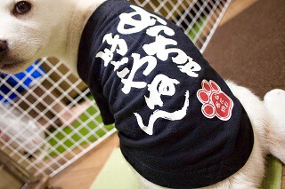 楽天市場 大阪弁わんこｔシャツ L 犬の服 Dog 小型犬 トイプードル マルチーズ パグ シーズー 豆柴 大阪 お土産 ドッグウェア ペット商品 犬用品 映え服 お散歩 ポスト投函のため日付指定不可 なにわ名物いちびり庵