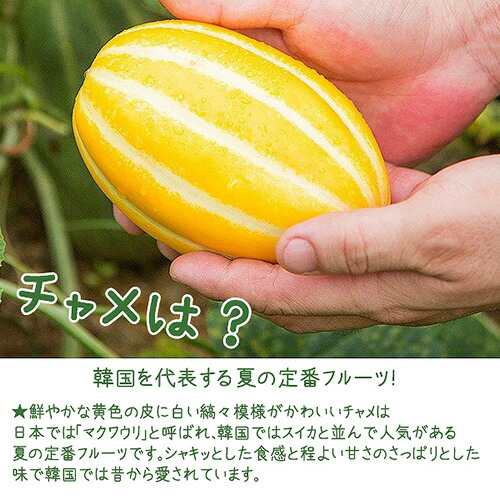 韓国高級特産品】「星州 チャメ 5玉セット 」 冷蔵便！ 夏の果物