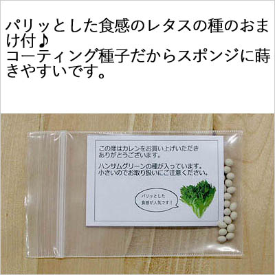 楽天市場 ホームハイポニカ Karen カレン ハーブ栽培 バジル ルッコラ かわいい 葉物野菜 花 イチゴ 栽培に 家庭菜園 協和 水耕栽培セット 種 液体肥料 セット ベランダ菜園 水耕栽培 キット 水耕栽培器 ポット 野菜 スポンジ 液肥 Tokilaboトキラボ楽天市場店