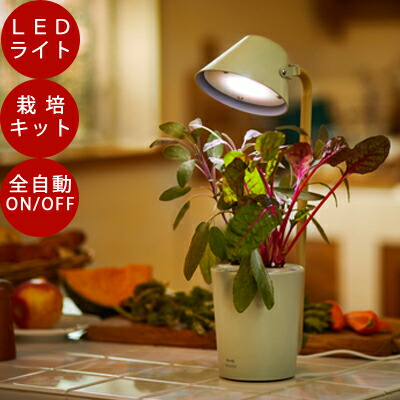 楽天市場 ポイント10倍 種のおまけ付き 水耕栽培 ブルーノ Led 栽培キット Stand By Green かわいい おしゃれ Ledライト 栽培キット 水耕栽培 Led ライト キット 球根 ポット ヒヤシンス ハーブ 花瓶 Led 植物育成 栽培キット 室内 プレゼント Tokilaboトキラボ楽天
