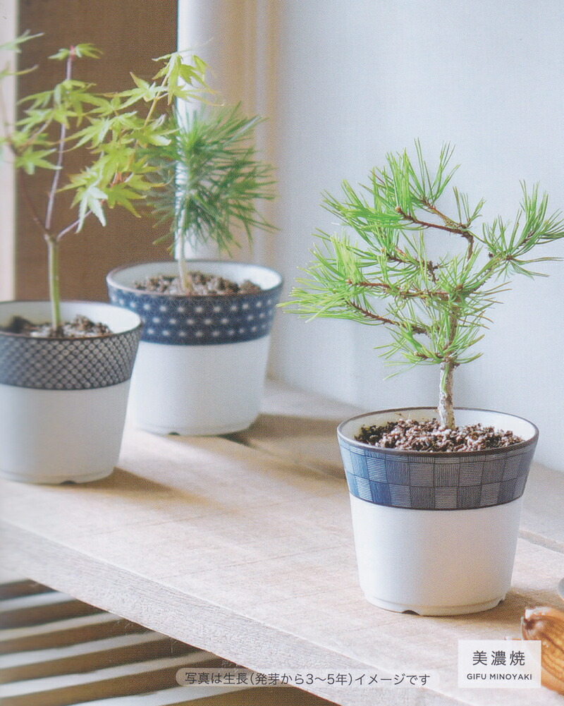 真葛 染付 植木鉢 小 区切っ