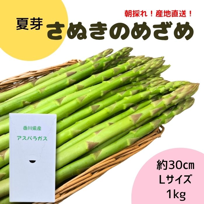 楽天市場】さぬきのめざめ ブランドアスパラガス 500g Lサイズ