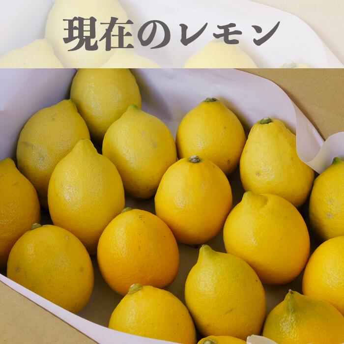 新しいスタイル 国産瀬戸田レモン農薬不使用7