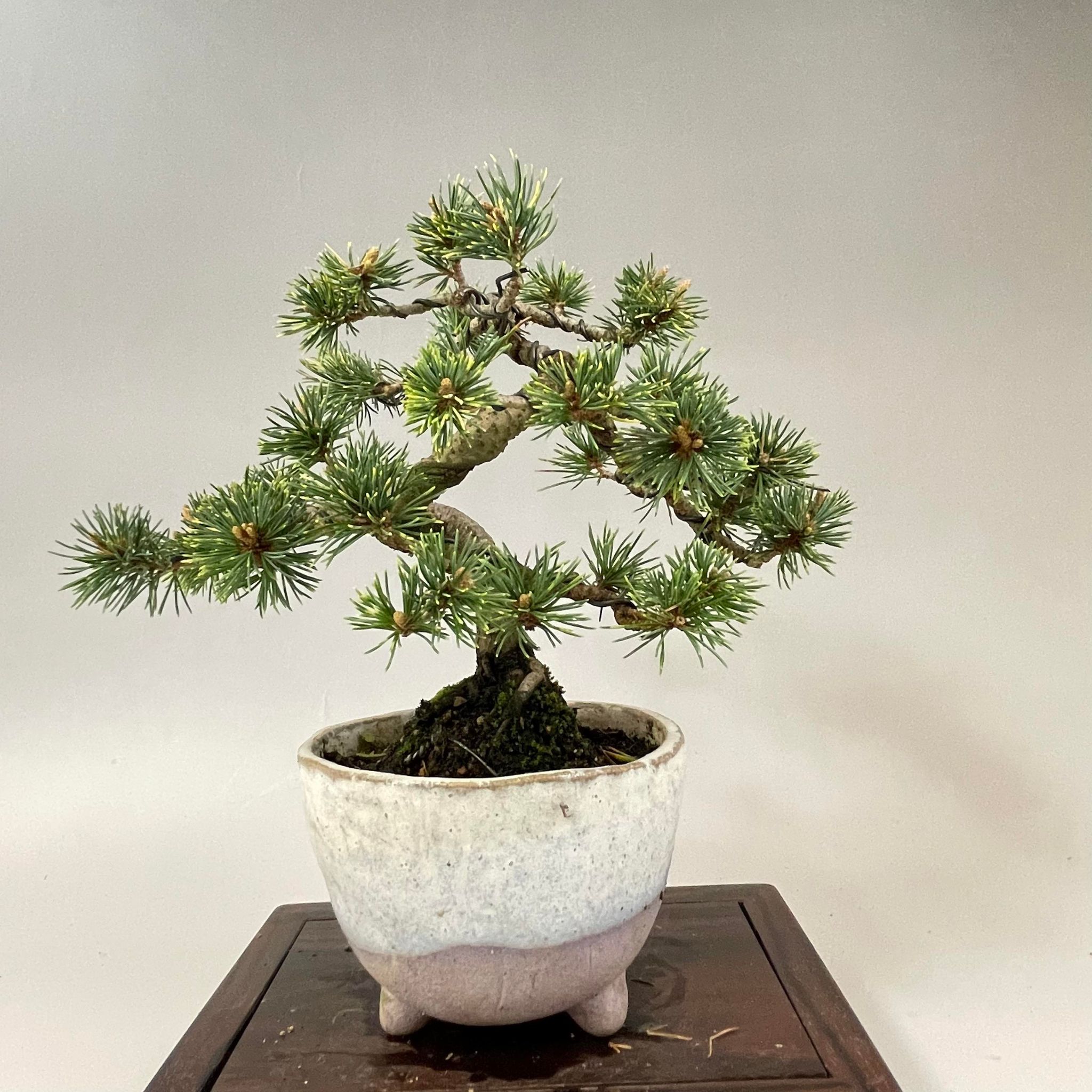 楽天市場】斑入り五葉松 花火 小品盆栽 bonsai : 松慶風月花