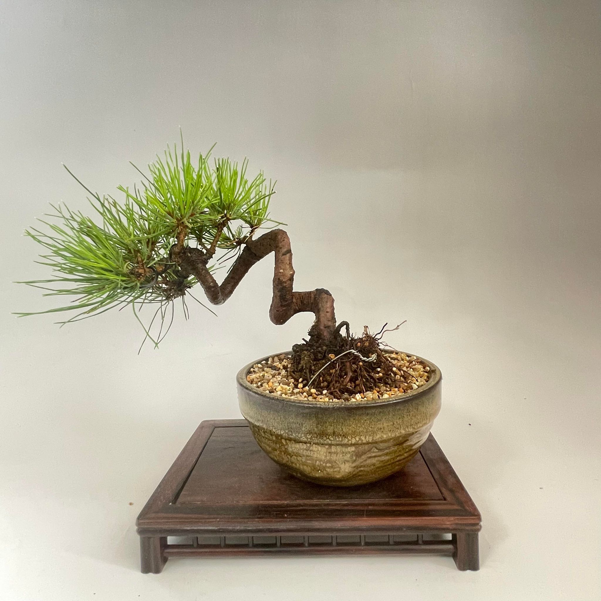 【楽天市場】盆栽 赤松 文人木 中品盆栽 bonsai 販売 : 松慶風月花