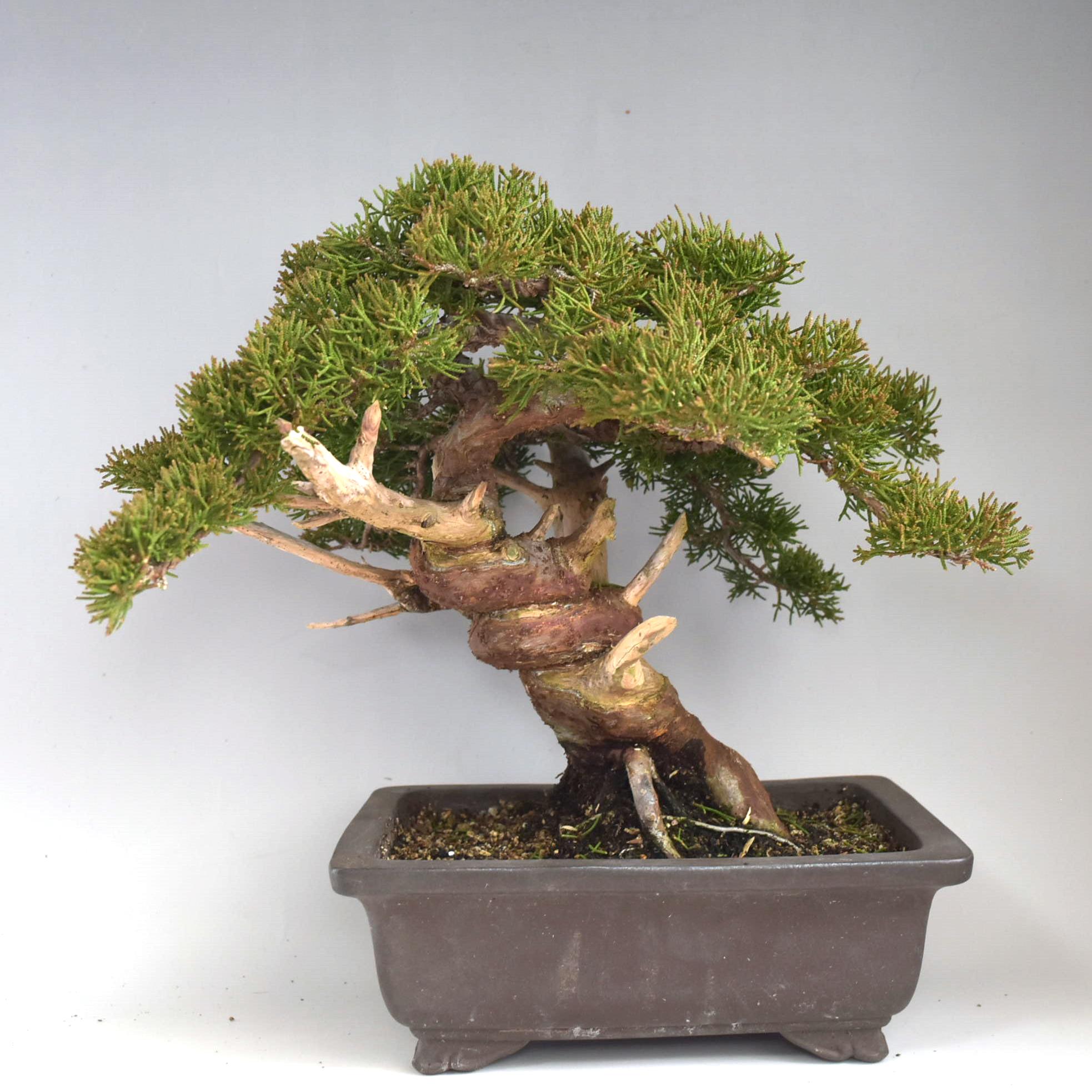 楽天市場】30%OFF セール 盆栽 糸魚川真柏 素材 苗木 15ｃｍ ミニ盆栽 小品盆栽 bonsai 販売 : 松慶風月花