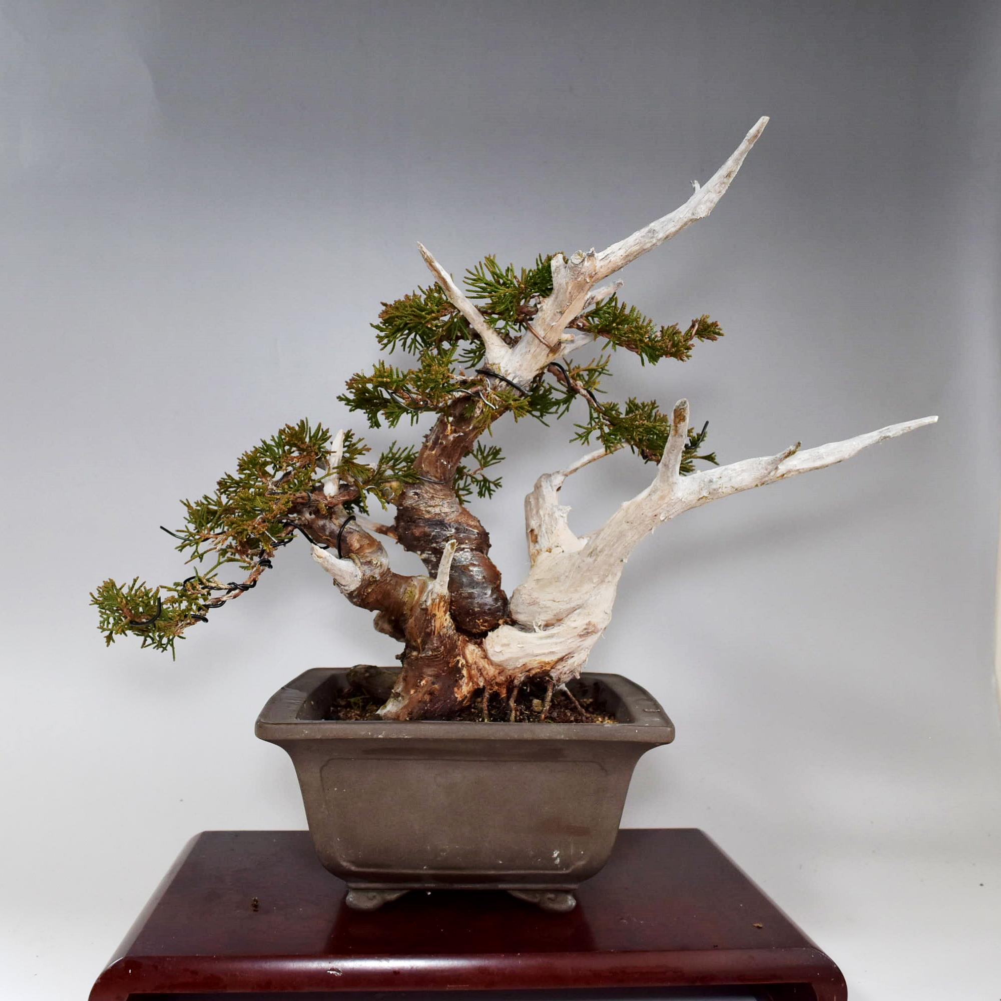 楽天市場】30%OFF セール 盆栽 糸魚川真柏 素材 苗木 15ｃｍ ミニ盆栽 小品盆栽 bonsai 販売 : 松慶風月花