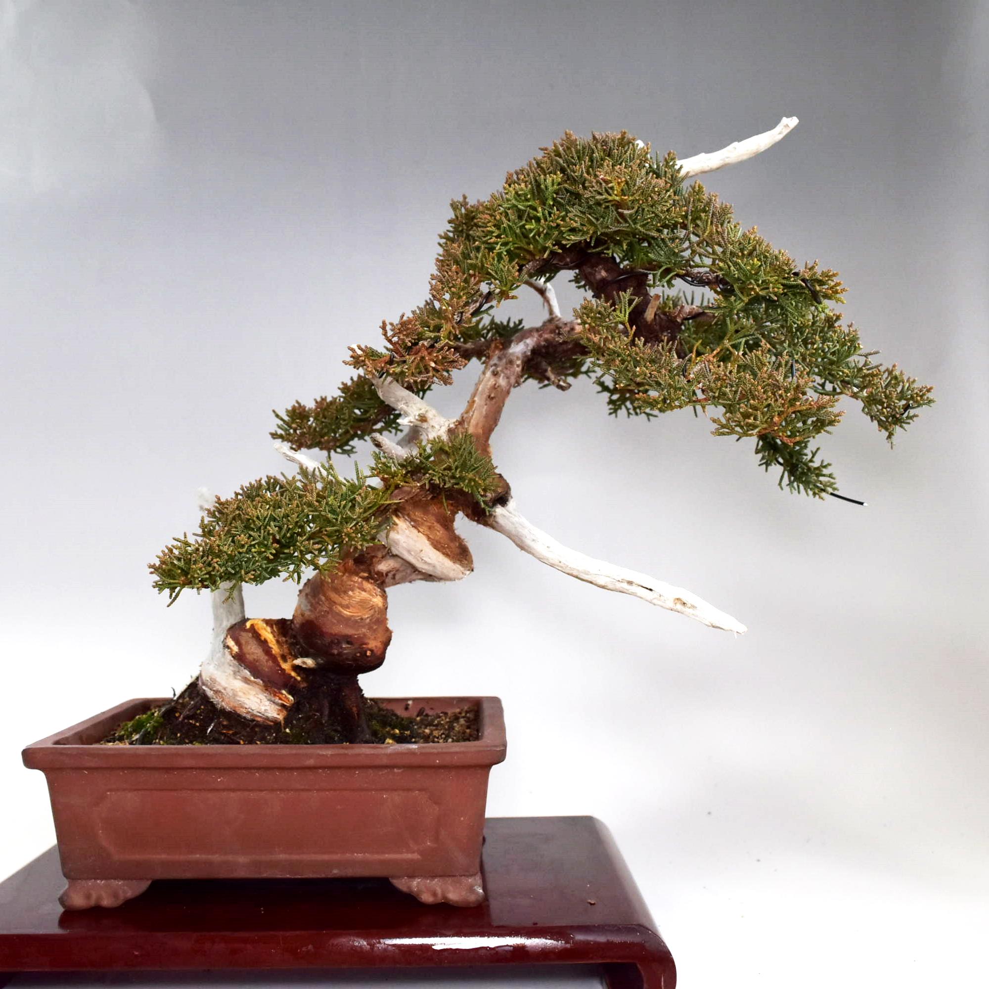 楽天市場】30%OFF セール 盆栽 糸魚川真柏 素材 苗木 15ｃｍ ミニ盆栽 小品盆栽 bonsai 販売 : 松慶風月花