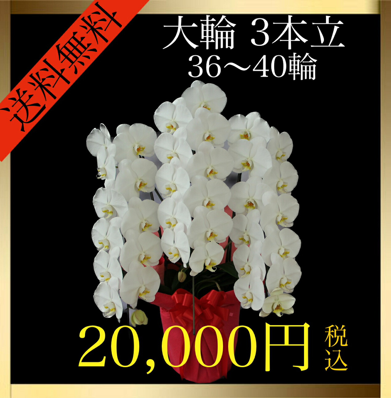 夢見鳥蘭 大輪 3本立 36輪～40輪（蕾込み） 白 花 差し上げ物 差し上げ物 祝い事 生まれ落ちる日 不死化日 母の日 開業 開店 一緒になる祝い事 お供え 貨物輸送無料