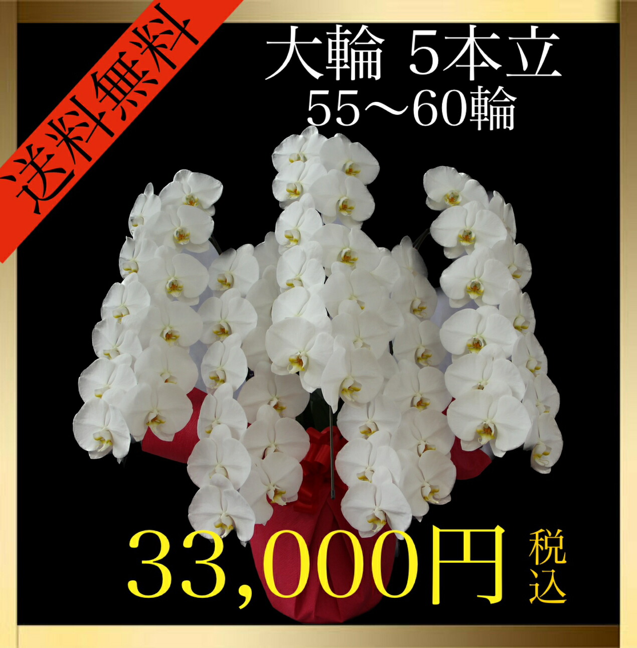 夢見鳥蘭 大輪 5本立 55輪～60輪（蕾込み） 白 花 差し上げ物 差し上げ物 祝賀会 生まれ落ちる日 祝する日 母の日 開業 開店 一緒になる祝賀会 お供え 貨物輸送無料