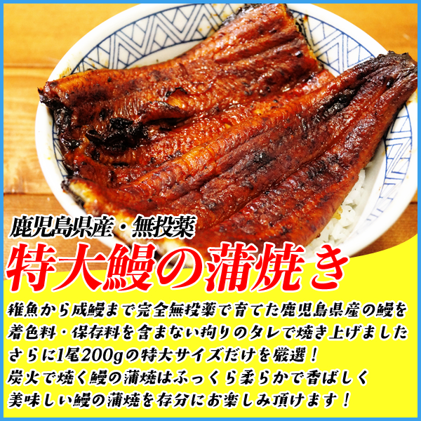 到来物甲殻に特大長焼0gサイズ X 2芝居水端 零投薬で育てた堅い 安らかの鰻を炭火焼 鹿児島作 炭火焼 特大 鰻の蒲焼 長焼き1枚0g 2本 専用ギフト箱 国産 うなぎ ウナギ 土用丑の日日 父君の日 ギフト お中元 山田水産 Cannes Encheres Com