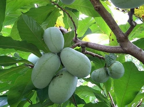 楽天市場】ポポー 苗木 【オーバーリース】 3年生接木大苗 : 苗木部