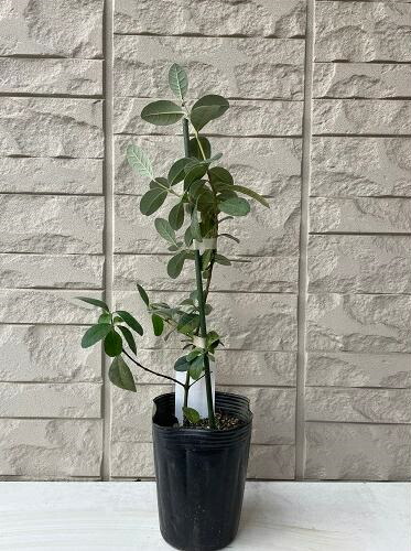 楽天市場】フェイジョア リサ(R)アントワネット 4号ポット 挿し木苗