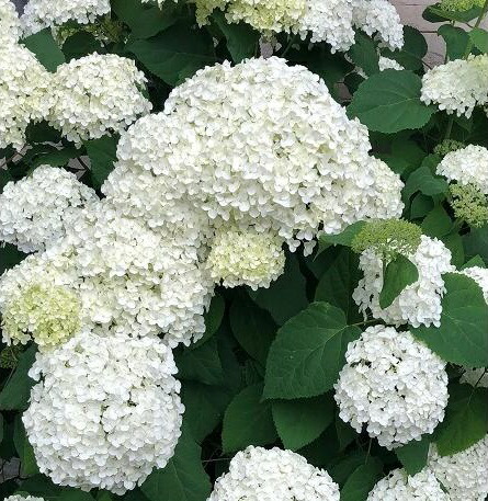 楽天市場】タイサンボク リトルジェム 3.5号ポット 挿し木苗 : エス