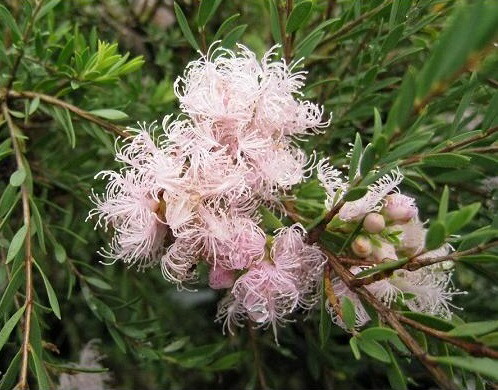 楽天市場】フェイジョア リサ(R)アントワネット 4号ポット 挿し木苗