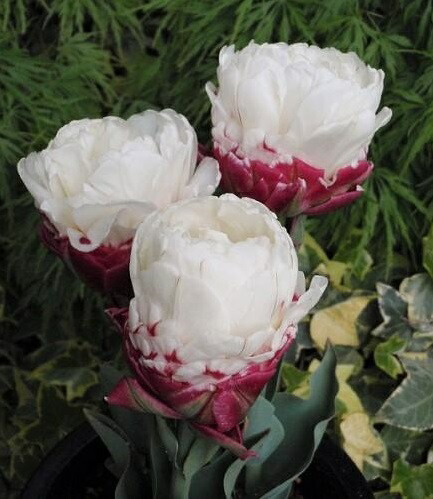 楽天市場】プレミアムチューリップ 【アイスクリーム】 （3球植え/フレ