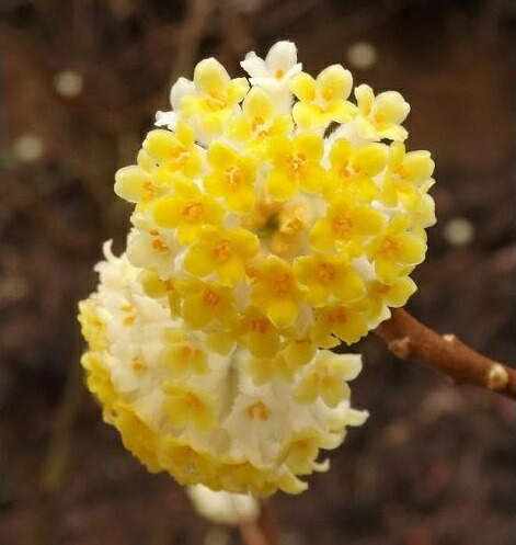 楽天市場】タイサンボク ケイパレス 苗木 3.5号ポット 挿し木苗 苗木