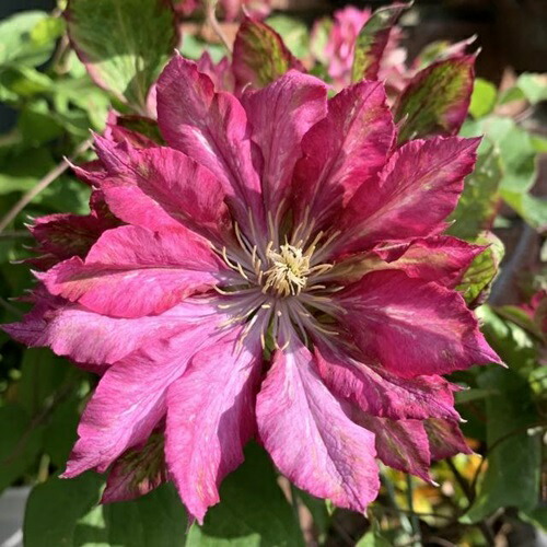 楽天市場】クレマチス ピオトルスカルガ 3.5号サイズ 苗 耐寒性つる性