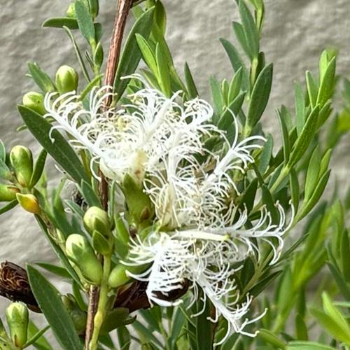 楽天市場】タイサンボク リトルジェム 3.5号ポット 挿し木苗 : エス