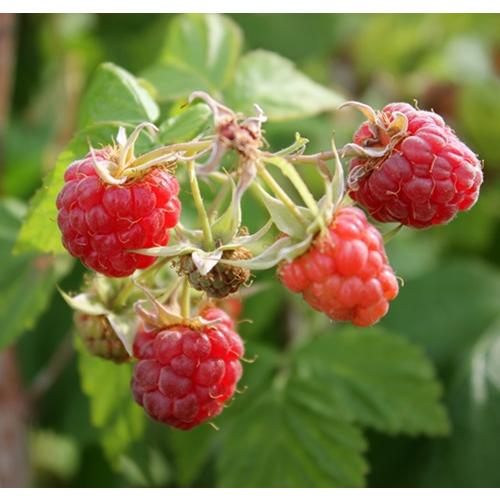 楽天市場】ラズベリー サマーフェスティバル ラズベリー 6号苗（e03