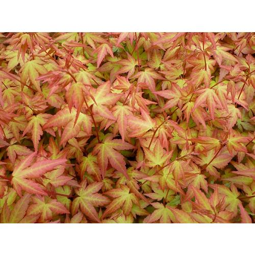 モミジです。 backend=imagemagick;version=1;