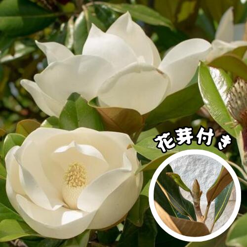 楽天市場】【現品】四季咲きタイサンボク リトルジェム 泰山木 苗木 8