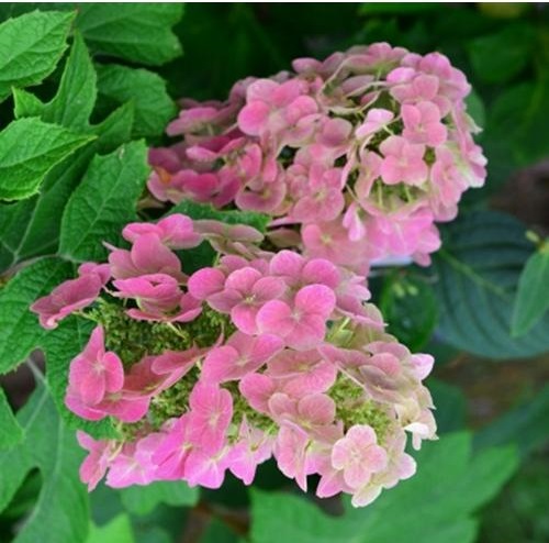 カシワバアジサイ　苗　☆　カシワバ紫陽花　柏葉紫陽花　(2021年分) 楽天市場】紫陽花 苗 一重咲きカシワバアジサイ（柏葉紫陽花