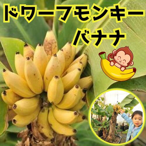 楽天市場】◇送料無料◇ バナナ 苗 【矮性バナナ ドワーフ