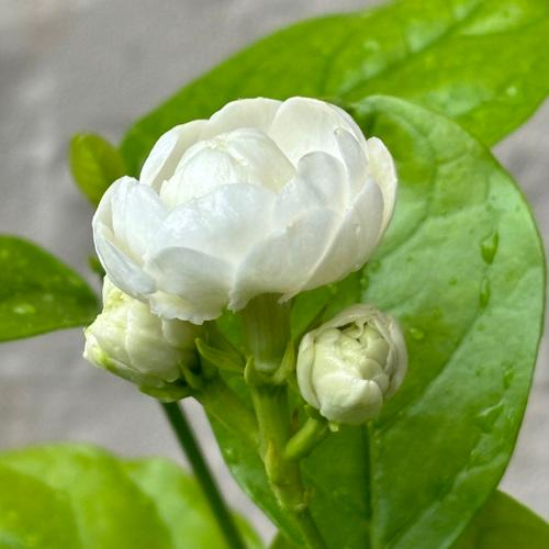 Lucy 薔薇咲きジャスミン　２苗 Lucy様専用 薔薇咲きジャスミン 2苗 花