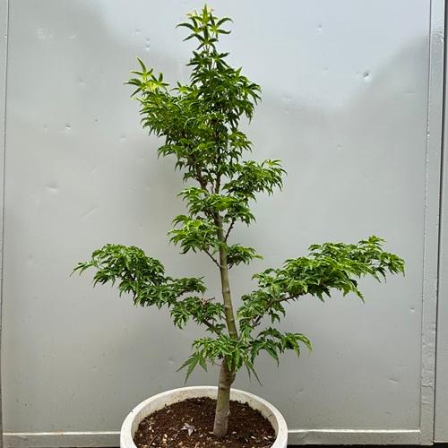 Ginkoi様 モミジ苗木　4本 Ginkoi様 モミジ苗木 4本 - メルカリ